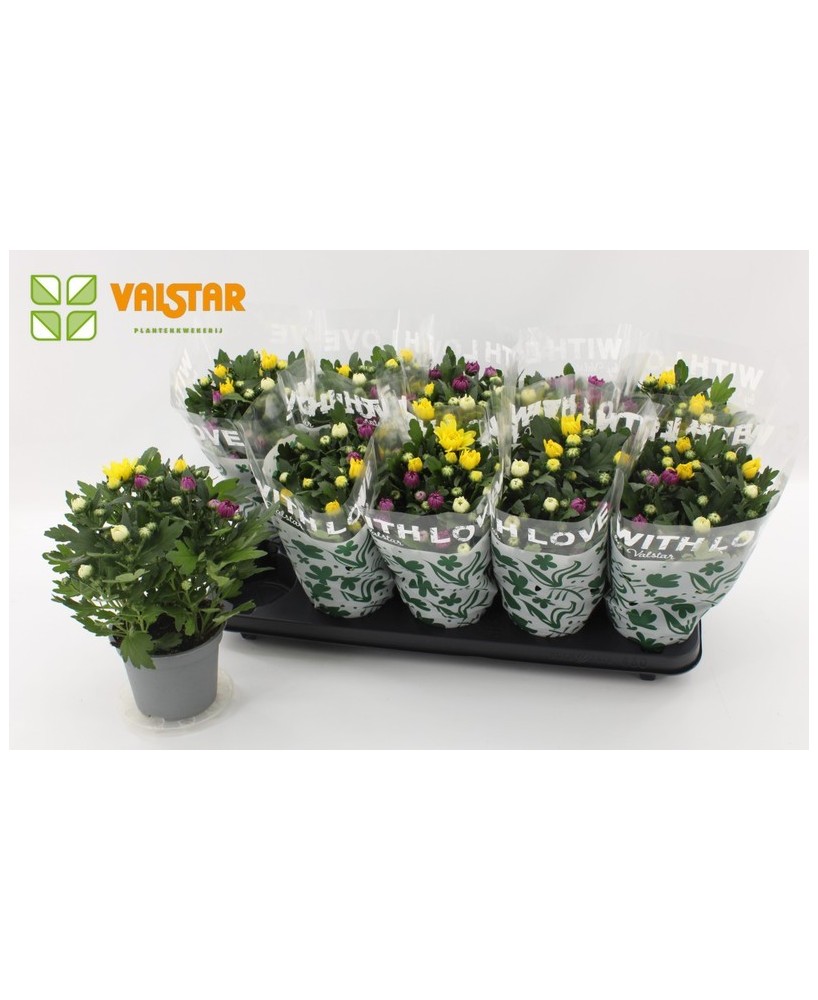 Chrysanthemum Ind Da Vinci Carnaval M12 planta ornamental multicolor para jardines y terrazas