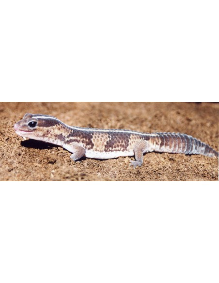 GECKO DE DOS CABEZAS - HEMITHECONYS CAUDICINCTUS, ADULTO