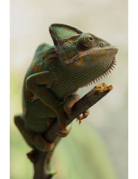 CAMALEON DEL YEMEN-CHAMALEO CALYPTRATUS-  CC EN CEE  BREEEDER