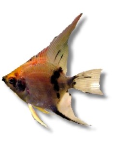 PTEROPHYLLUM SCALARE KOI RED  4-4,5