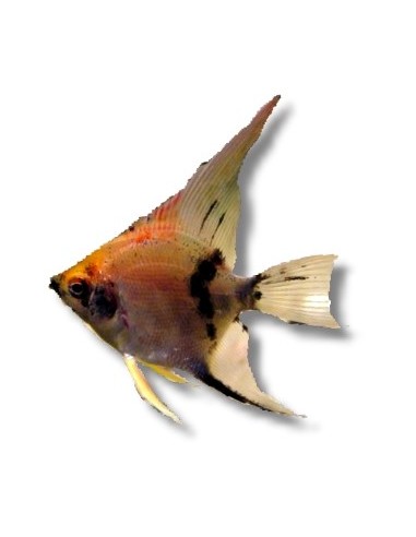 PTEROPHYLLUM SCALARE KOI RED  4-4,5