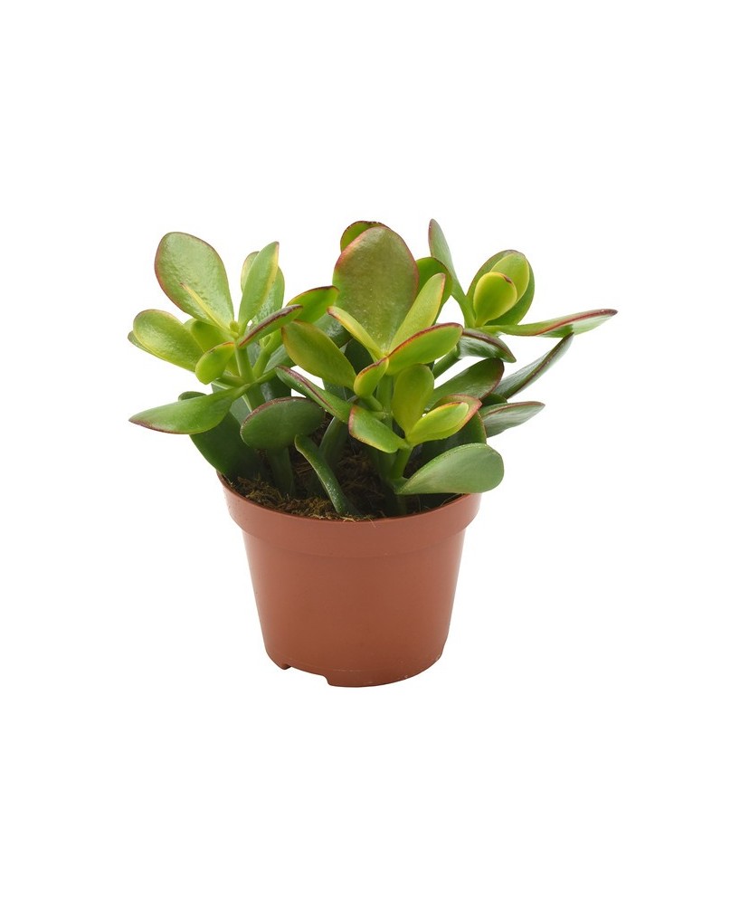Crassula Ovata Sunset M10.5  Suculenta Compacta con Hojas Verdes y Rojizas