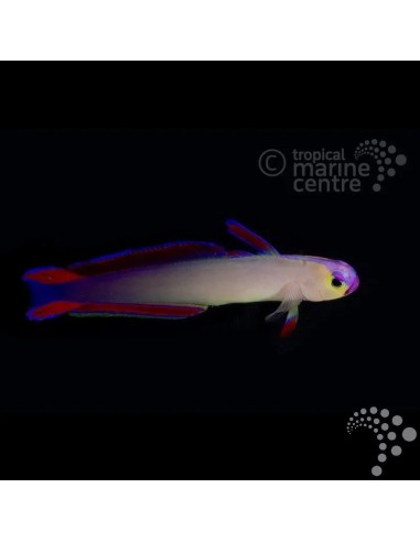 NEMATELEOTRIS EXQUISITA ME