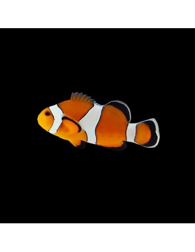 AMPHIPRION OCELLARIS 3-4CM