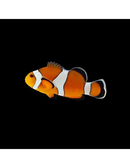 AMPHIPRION OCELLARIS 3-4CM