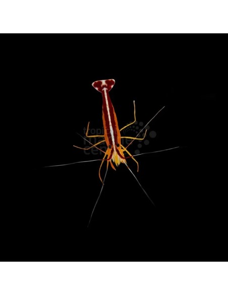 LYSMATA AMBOINENSIS  S/M