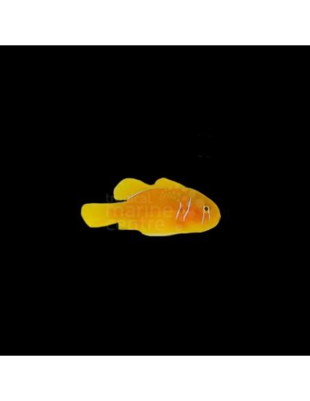 GOBIODON CITRINUS ME