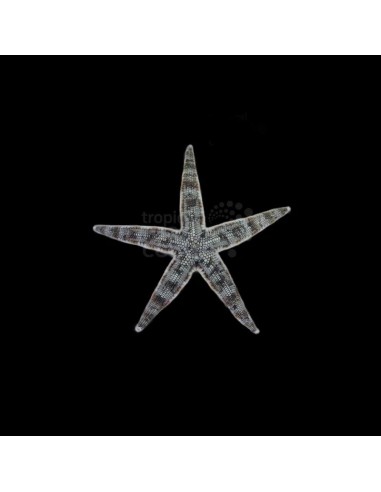 ARCHASTER TYPICUS ME