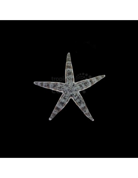 ARCHASTER TYPICUS ME