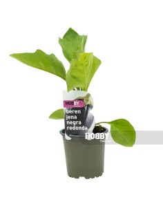 BERENJENA NEGRA REDONDA PACK 1