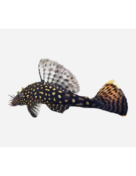 ANCISTRUS SPEC 3-5CM