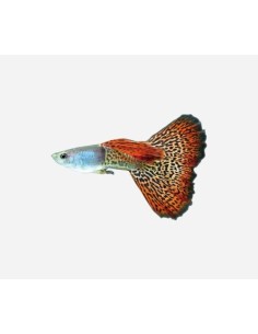 GUPPY MACHO COBRA SURTIDO 3.5-4 CM BSF