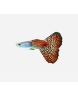 GUPPY MACHO COBRA SURTIDO 3.5-4 CM BSF