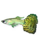 GUPPY MACHO COBRA SURTIDO 3.5-4 CM BSF