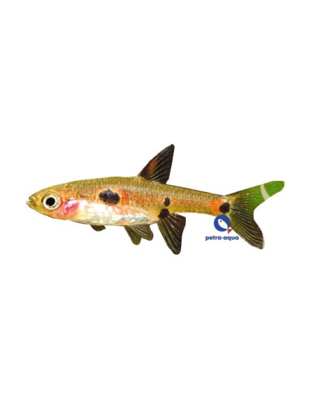 RASBORA MOSQUITO 1.2-1.5CM
