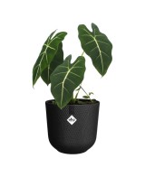 Maceta Jazz Redonda 23cm Negra  Diseño Moderno y Funcional | Endanea Garden