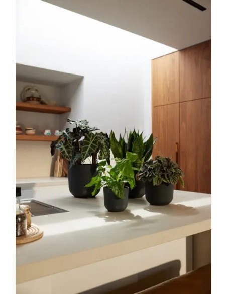 Maceta Jazz Redonda 23cm Negra  Diseño Moderno y Funcional | Endanea Garden