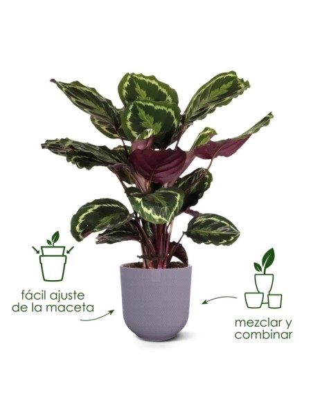Maceta Jazz Redonda 23cm Negra  Diseño Moderno y Funcional | Endanea Garden