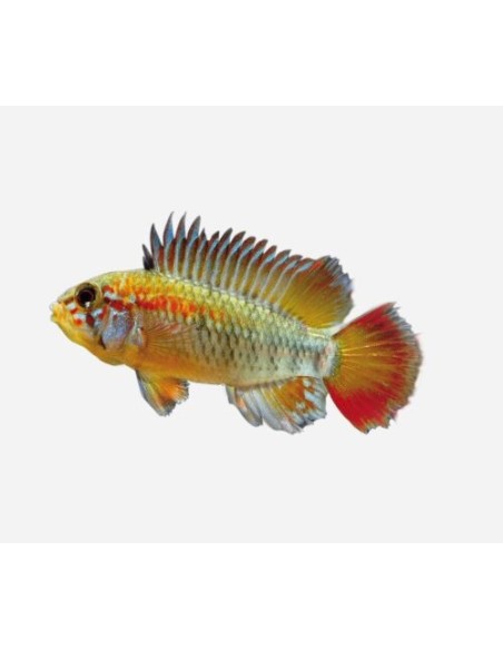 APISTOGRAMA MACMASTER RED NECK 3-4CM