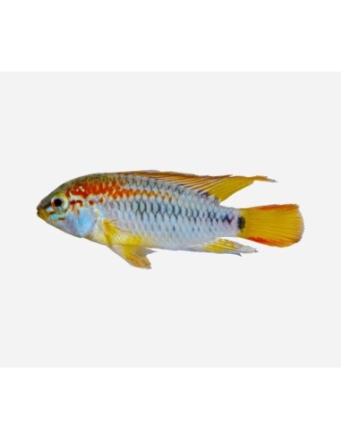 APISTOGRAMMA VIEJITA II 3-4CM