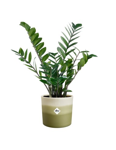 Maceta Redonda 16 cm Verde Bambú Degradado | Endanea Garden