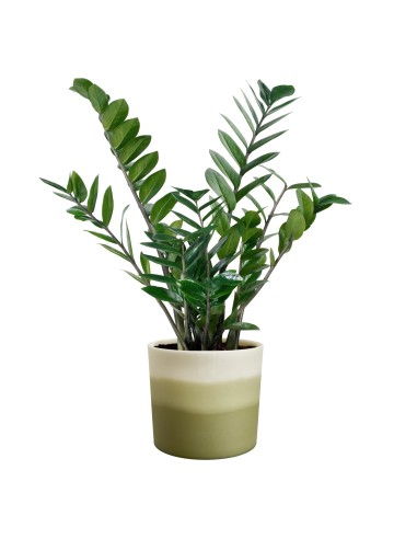 Maceta Redonda 16 cm Verde Bambú Degradado | Endanea Garden