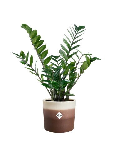 Maceta Redonda 16 cm Marrón Cedro Degradado | Endanea Garden