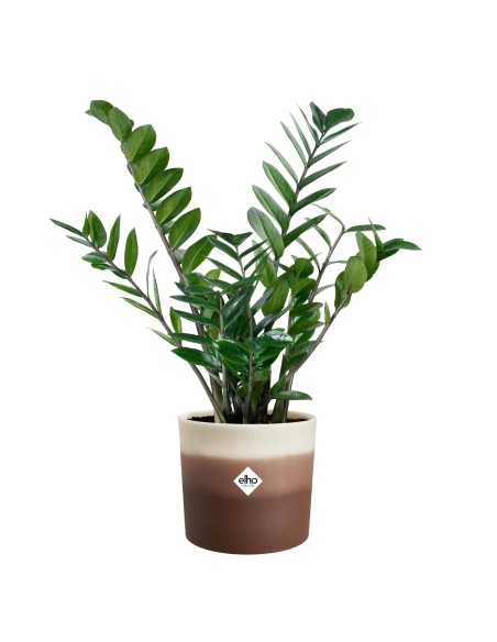 Maceta Redonda 16 cm Marrón Cedro Degradado | Endanea Garden