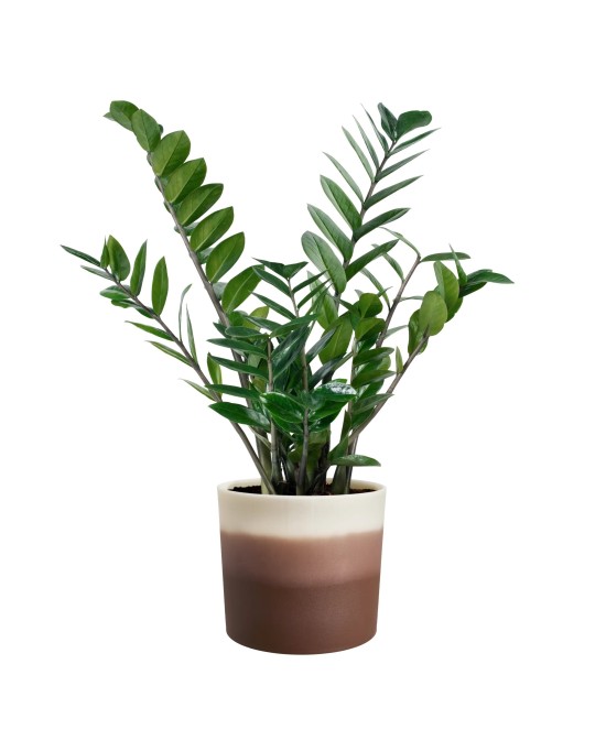 Maceta Redonda 16 cm Marrón Cedro Degradado | Endanea Garden