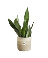 Maceta Redonda 16 cm Beige Arenaria Degradado | Endanea Garden