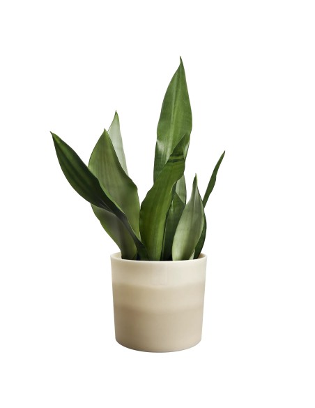 Maceta Redonda 16 cm Beige Arenaria Degradado | Endanea Garden