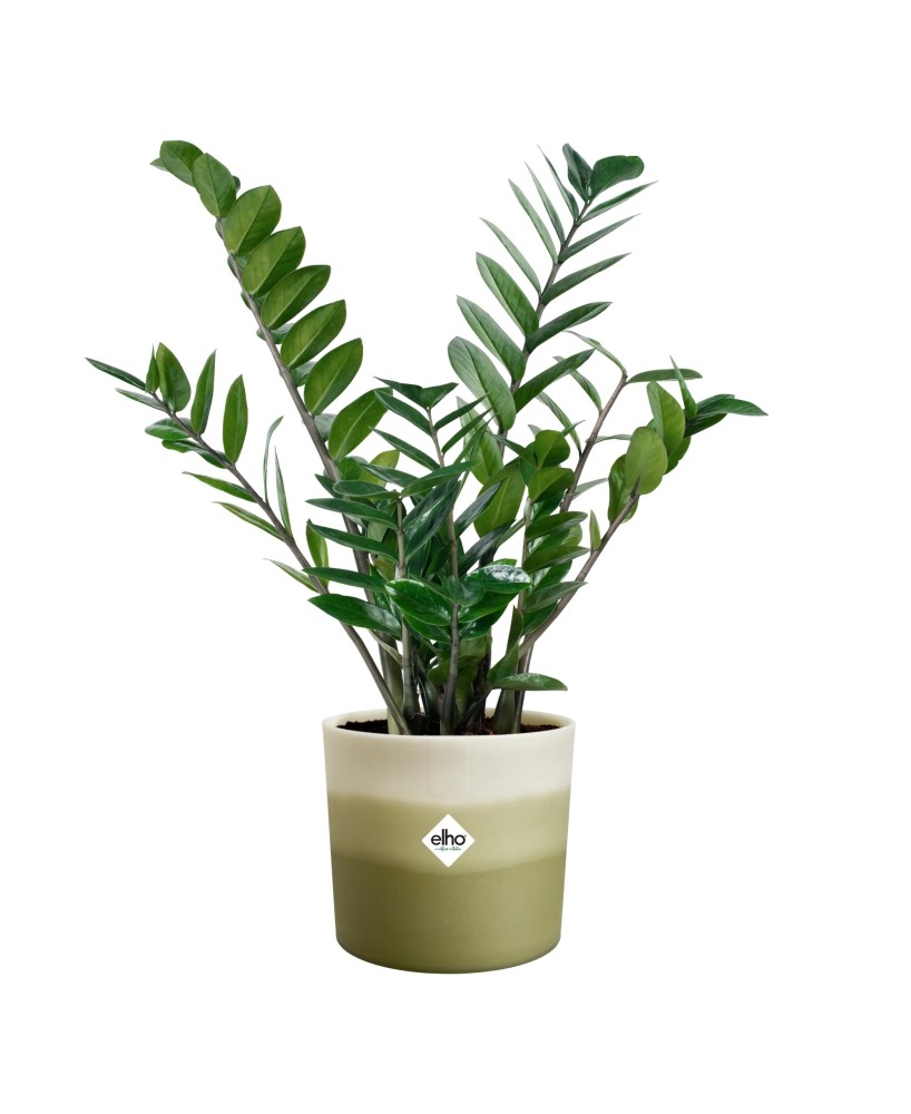 Maceta Redonda 18 cm Verde Bambú Degradado | Endanea Garden