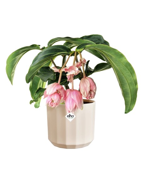 Maceta Facet Redonda 14 cm Rosa Almendra Diseño Moderno y Elegante