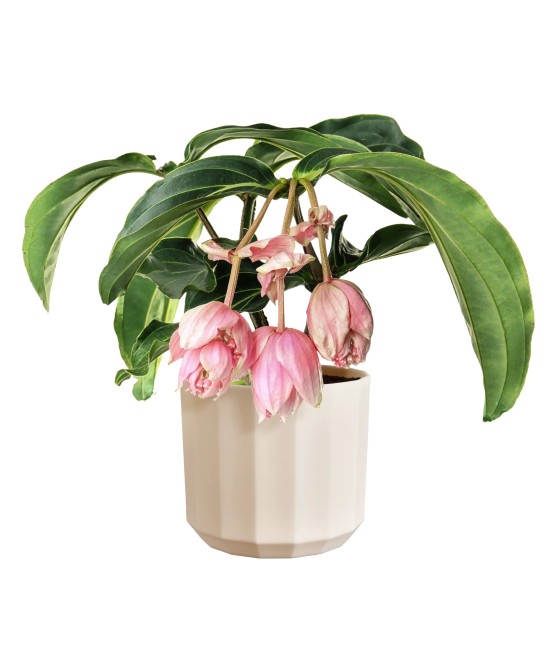 Maceta Facet Redonda 14 cm Rosa Almendra Diseño Moderno y Elegante