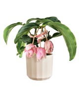 Maceta Facet Redonda 14 cm Rosa Almendra Diseño Moderno y Elegante