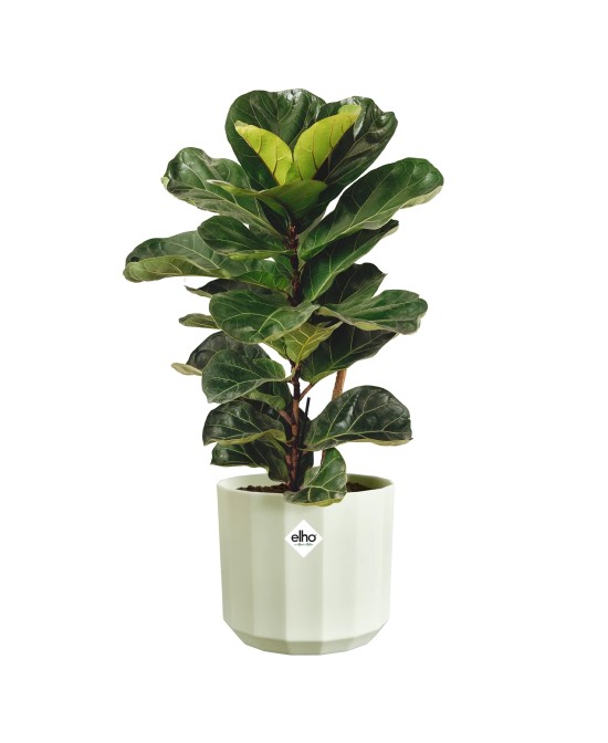 Maceta Facet Redonda 14 cm Verde Té Diseño Moderno y Resistente