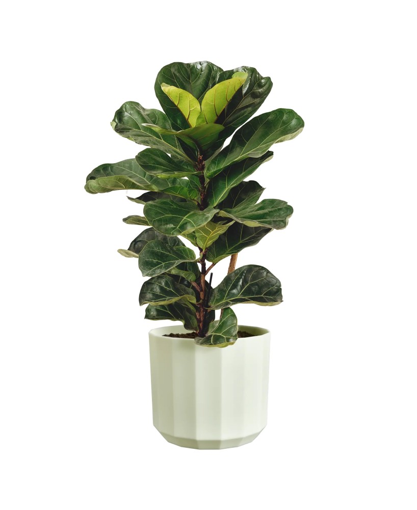 Maceta Facet Redonda 14 cm Verde Té Diseño Moderno y Resistente