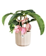 Maceta Facet Redonda 17 cm Rosa Almendra Diseño Moderno y Elegante