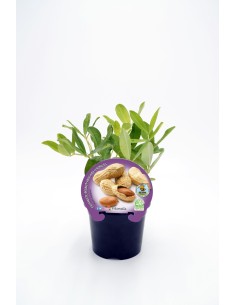 CACAHUETE M10.5 ARACHIS HIPOGAEA