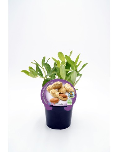 CACAHUETE M10.5 ARACHIS HIPOGAEA