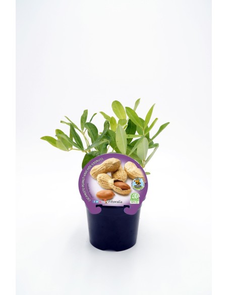 CACAHUETE M10.5 ARACHIS HIPOGAEA