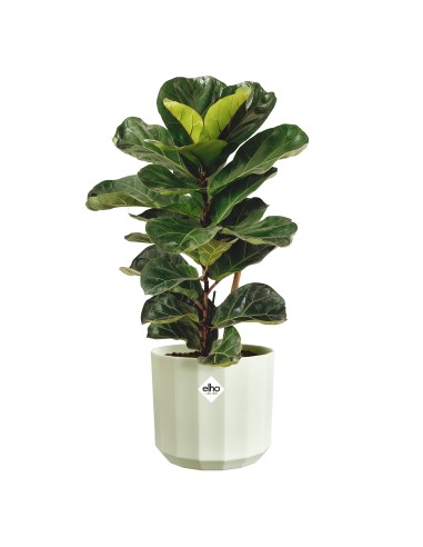 Maceta Facet Redonda 17 cm Verde Té  Diseño Moderno y Elegante