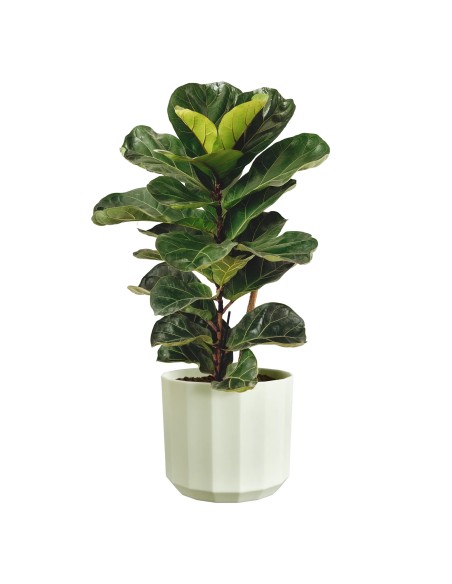 Maceta Facet Redonda 17 cm Verde Té  Diseño Moderno y Elegante