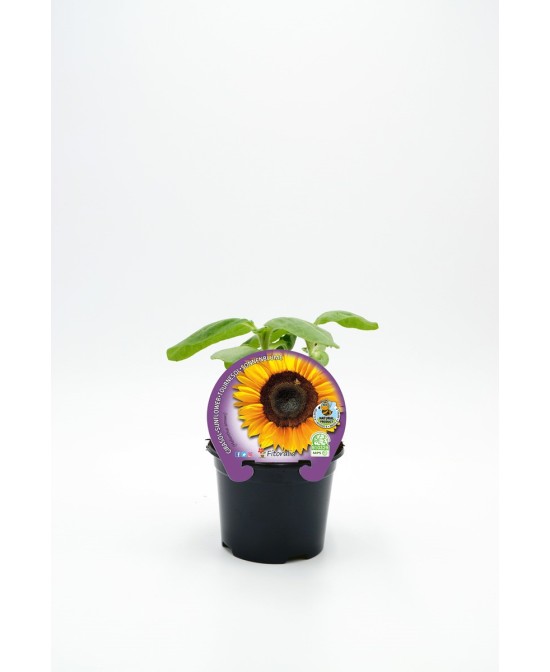 GIRASOL PACK 1