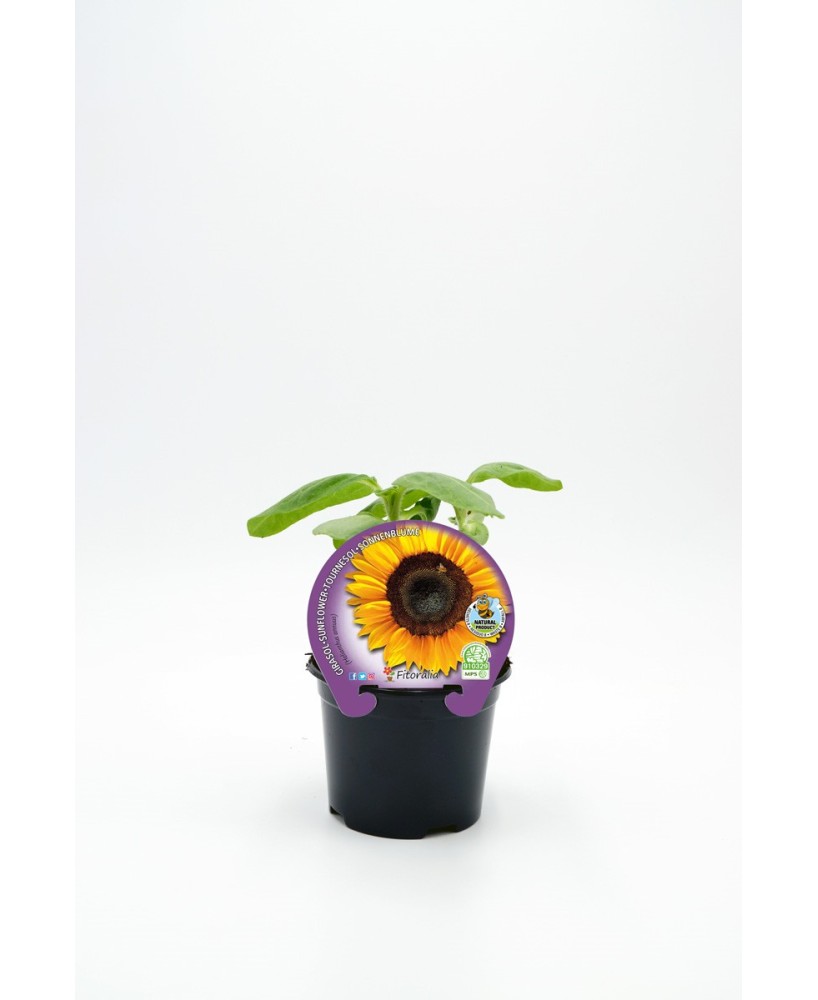 GIRASOL PACK 1