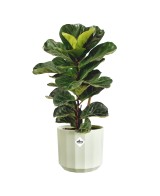 Maceta Facet Redonda 19 cm Verde Té - Diseño Moderno y Resistente