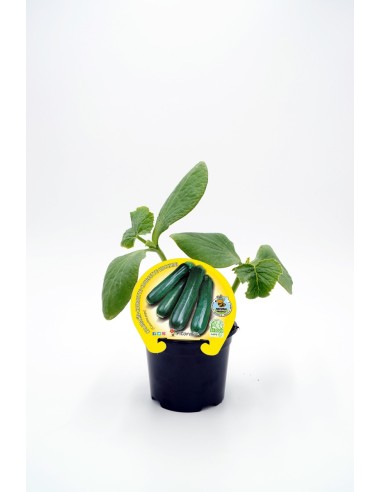 CALABACIN ECO M 10.5 CURCUBITA PEPO