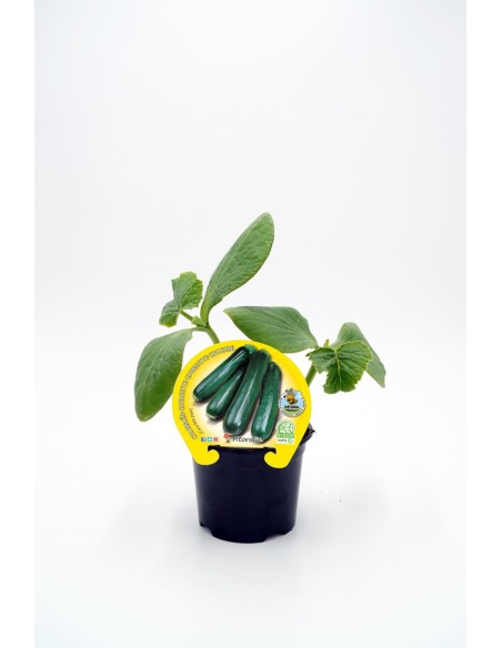 CALABACIN ECO M 10.5 CURCUBITA PEPO