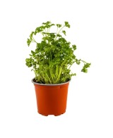Perejil Rizado Fresco y Aromático  Ideal para Cocina y Jardín | Endanea Garden

