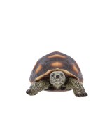 Figura Tortuga M  Decoración natural para jardín o interior | Endanea Garden